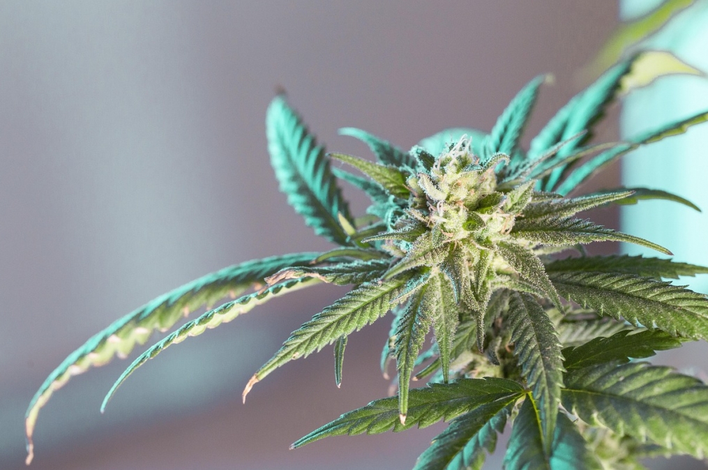 Nielegalna marihuana na bazarze w dzielnicy Bielany – zatrzymanie przez policję 56-latka